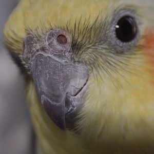 Meet your Posher, Avery